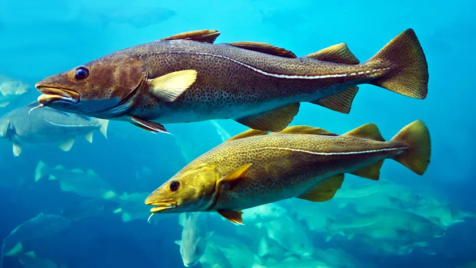 Dorsche in einem Aquarium